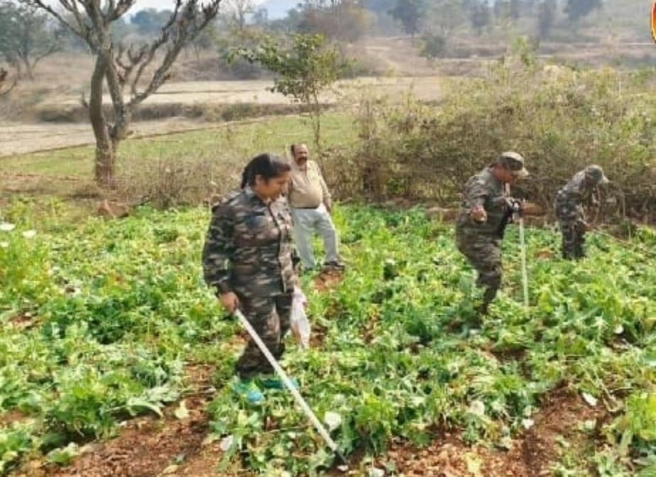 सैटेलाइट तस्वीरों से अफीम की खेती का खुलासा