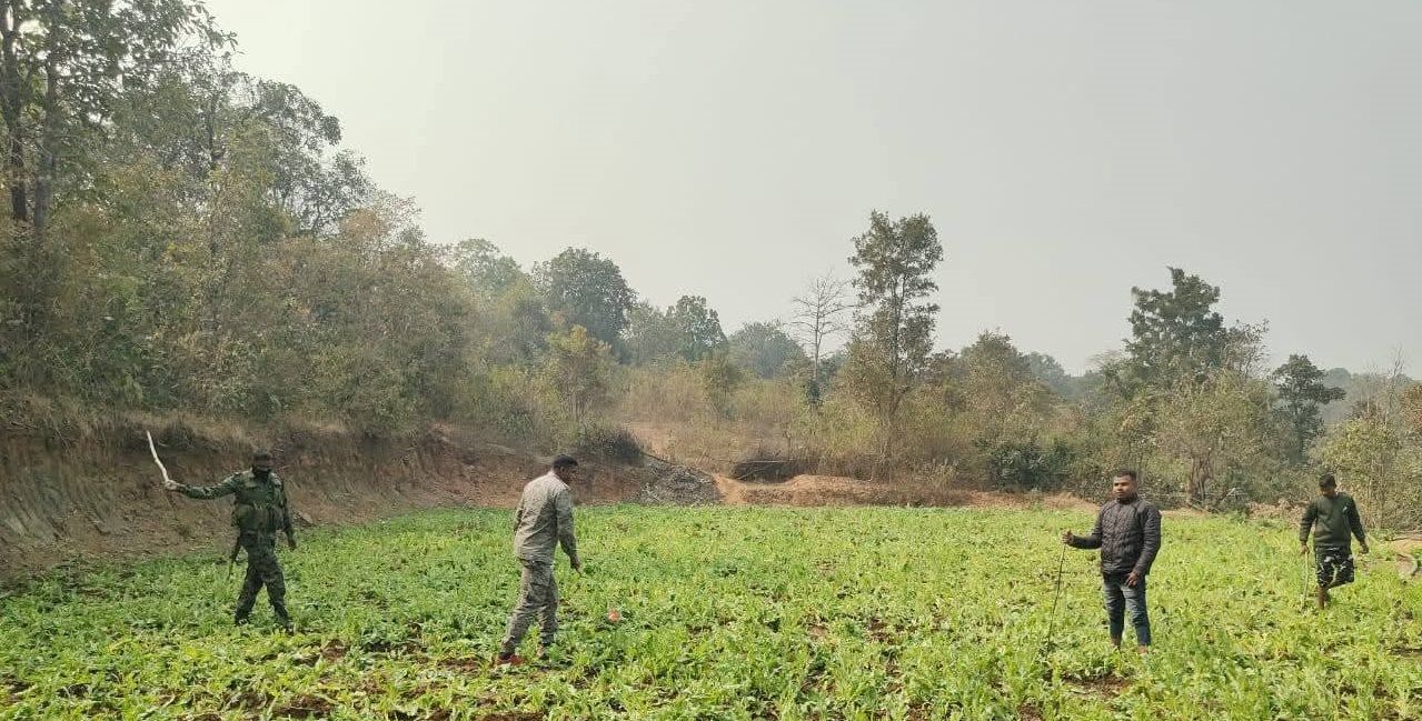 अफ़ीम की फसल को नष्ट किया गया