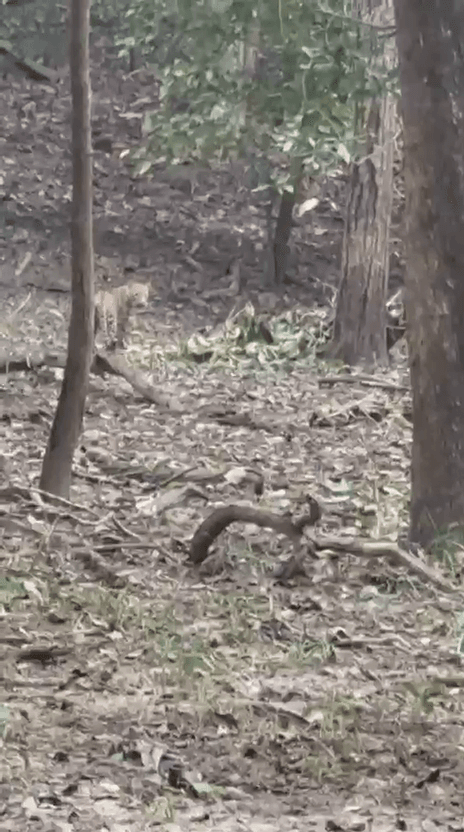 पर्यटकों को जीव जंतुओं का दीदार