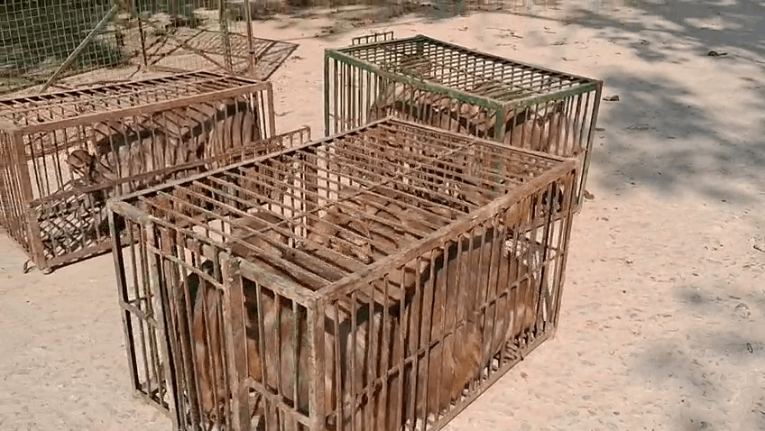 बक्सर नगर क्षेत्र से लगभग 8000 बंदरों को पकड़ा गया