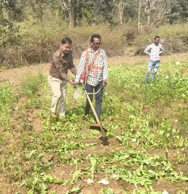 अफीम की खेती पर सिल्ली पुलिस की कार्रवाई