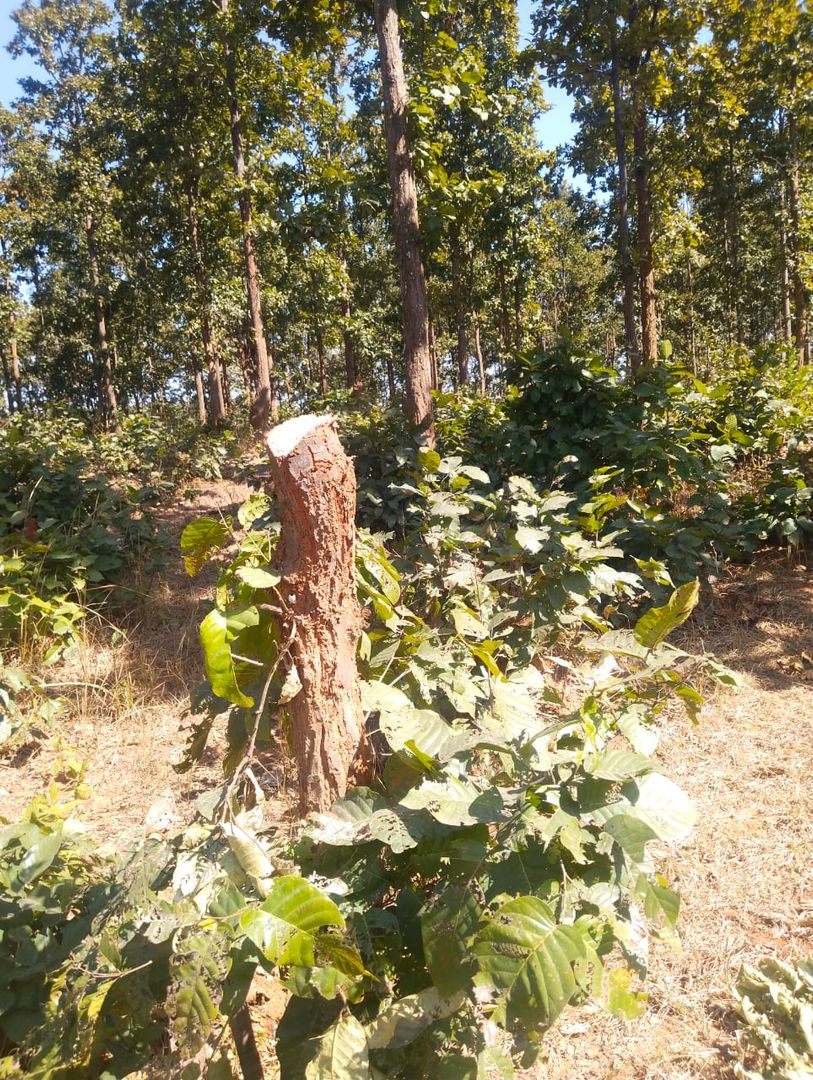 बुढ़मू के जंगलों को माफिया कर रहे सफाया, विभाग रह रही है मौन