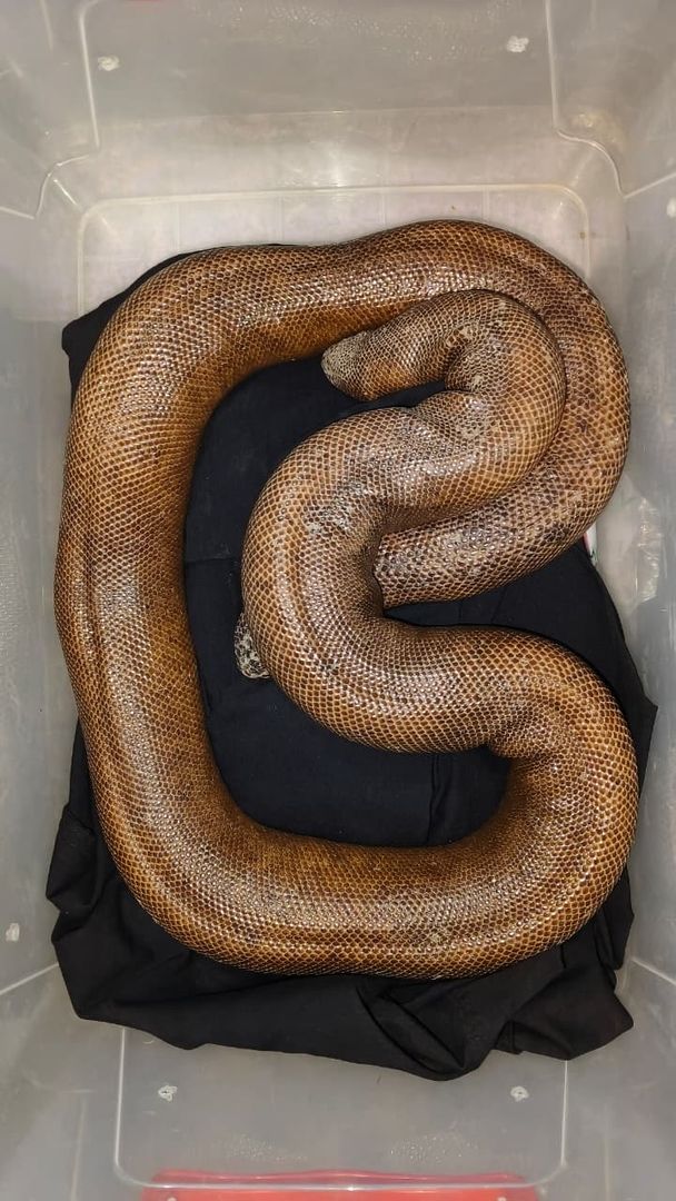 दुर्लभ प्रजाति के साँप का रेस्क्यू